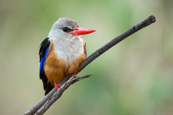 grey-headed-kingfisher-1